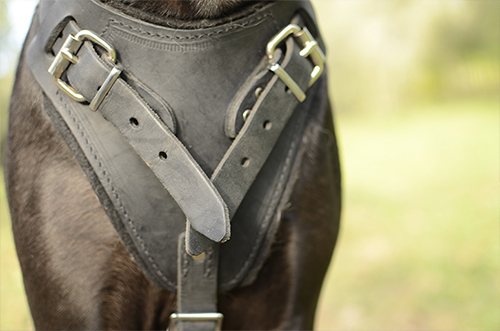 Beautiful Leather Harness for training