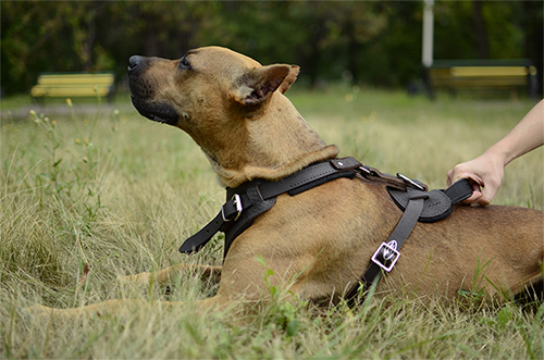 Comfy Handle on Leather Dog Harness