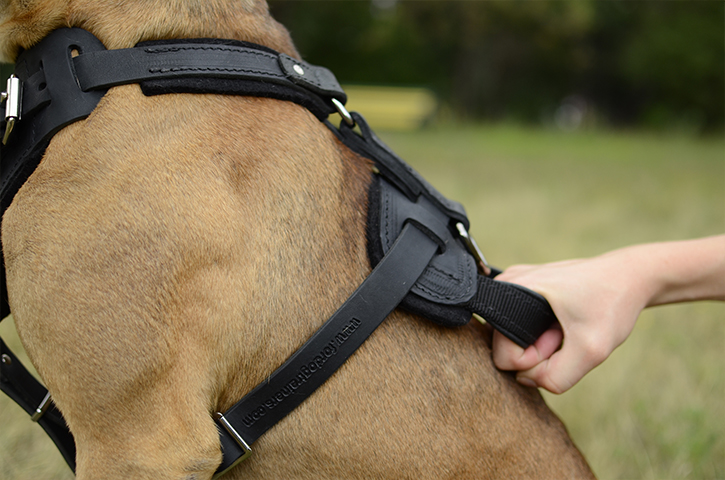 Sturdy Agitation/Protection Leather Dog Harness