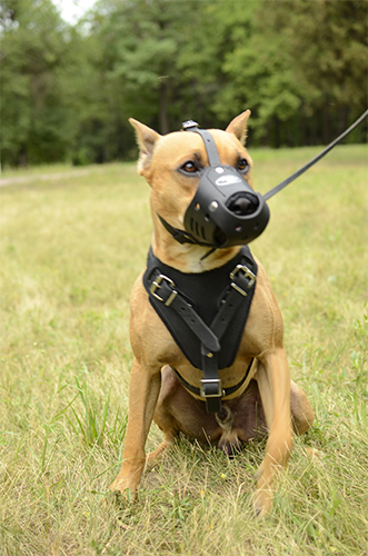 Comfy Leather Harness with Padding