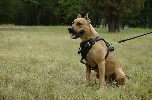 Walking Leather Harness