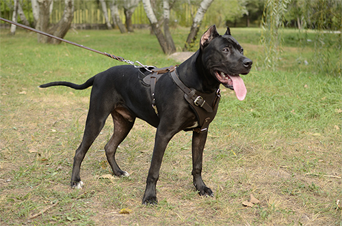 Strong Everyday Leather Harness