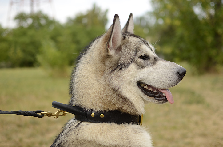 Heavy Duty Best Dog Collar for Training with Handle [C33##1073 Leather