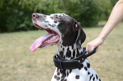 Dog Leather Collar with handle