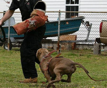 Dog Training bite sleeve training