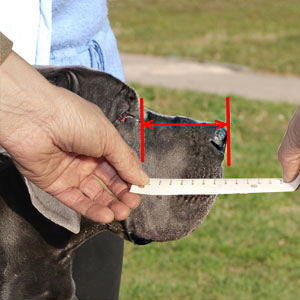 Measure your dog correctly