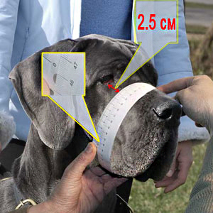 Measure your Pitbull correctly