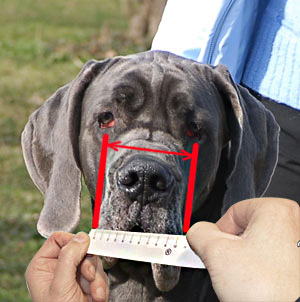 How to measure a dog for good fit Muzzle