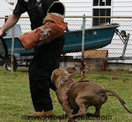 Dog Training bite sleeve training