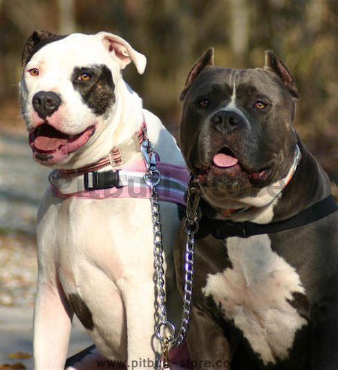 pitbull dog leashes