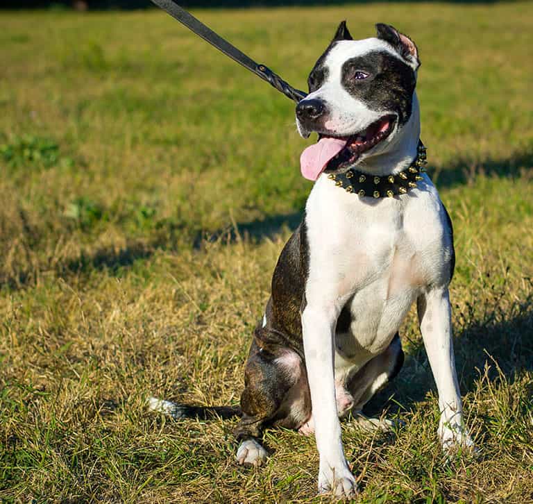 Pitbull Terriers